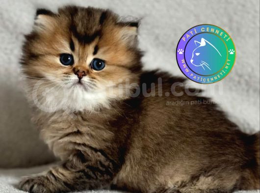 Yumuşak Tüyleriyle Blackgolden British Longhair Yavrumuz