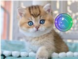 Siyah altın ışıltılı Blackgolden British Shorthair yavrumuz