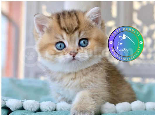 Siyah Altın Işıltılı Blackgolden British Shorthair Yavrumuz