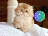 Golden Yeleli British Longhair yavrumuz