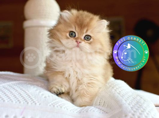 Golden Yeleli British Longhair Yavrumuz