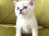 British Shorthair linx point Dişi