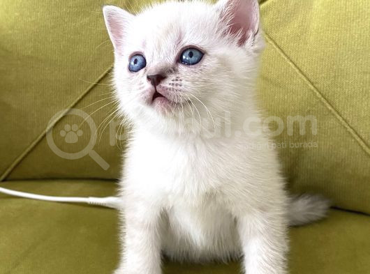 British Shorthair Linx Point Dişi