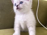 British Shorthair Linx Point Dişi