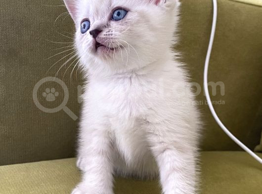 British Shorthair Linx Point Dişi görsel