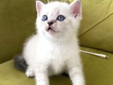 British Shorthair Linx Point Dişi