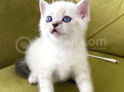 British Shorthair Linx Point Dişi görsel