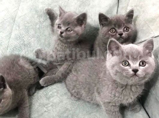 A Kalite Yavrularımız Yeni Sahiplerini Arıyor