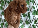 Toy Poodle Yavrular