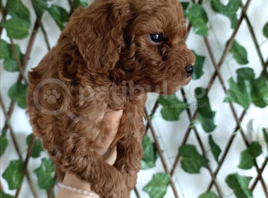Toy Poodle Yavrular görsel