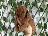 Toy Poodle Yavrular