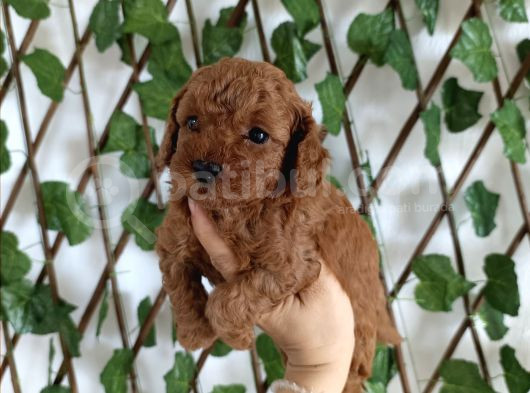 Toy Poodle Yavrular görsel