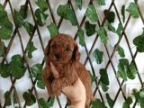 Toy Poodle Yavrular
