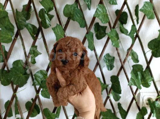 Toy Poodle Yavrular görsel