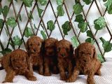 Toy poodle yavrular