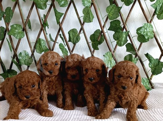 Toy Poodle Yavrular