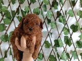 Toy Poodle Yavrular