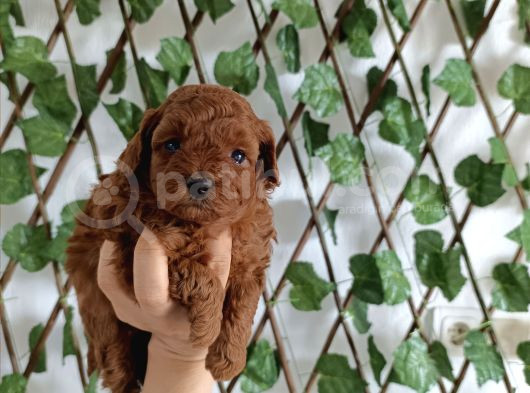 Toy Poodle Yavrular görsel