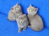 Tesli̇me Hazir Mükemmel Ponçi̇kler Kaçmaz