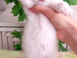 Saf Kali̇tede Bri̇ti̇sh Yavrular