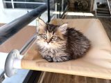 2 Aylık British Longhair