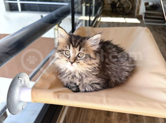 2 Aylık British Longhair görsel