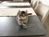2 aylık british longhair