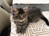 2 Aylık British Longhair