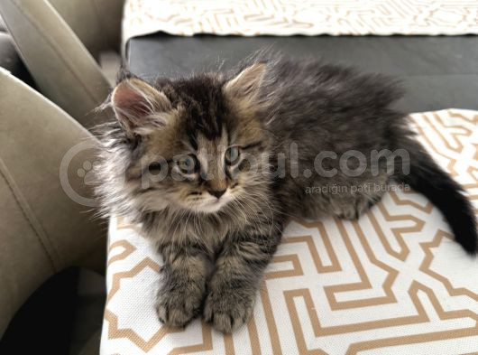 2 Aylık British Longhair görsel