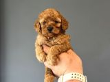 BİR ÇOK SEÇENEK İLE POODLE BEBEKLERİMİZ ÇİFTLİĞİMİZDE