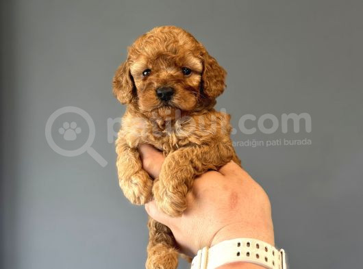 Bi̇r Çok Seçenek İle Poodle Bebekleri̇mi̇z Çi̇ftli̇ği̇mi̇zde