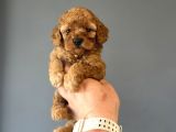 Bi̇r Çok Seçenek İle Poodle Bebekleri̇mi̇z Çi̇ftli̇ği̇mi̇zde