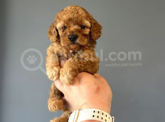 Bi̇r Çok Seçenek İle Poodle Bebekleri̇mi̇z Çi̇ftli̇ği̇mi̇zde görsel