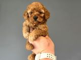 Bi̇r Çok Seçenek İle Poodle Bebekleri̇mi̇z Çi̇ftli̇ği̇mi̇zde
