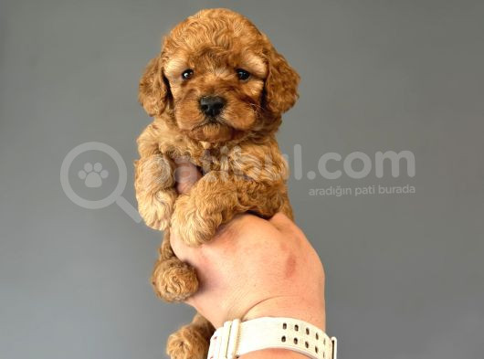 Bi̇r Çok Seçenek İle Poodle Bebekleri̇mi̇z Çi̇ftli̇ği̇mi̇zde görsel