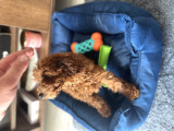 6 aylık dişi poodle