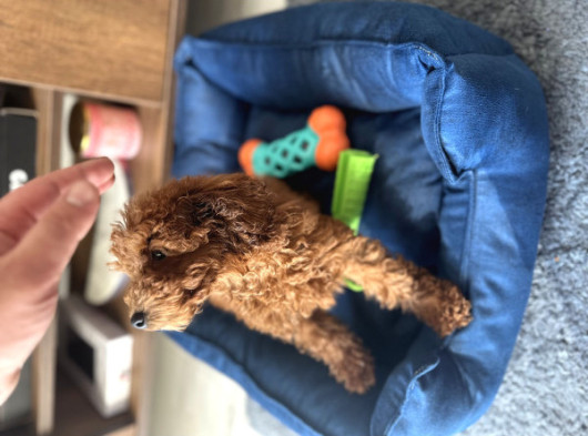 6 Aylık Dişi Poodle