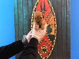 Gerçek Tea Cup Toy Poodle Yavrulari