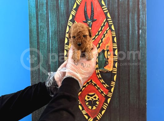 Gerçek Tea Cup Toy Poodle Yavrulari görsel