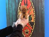 Gerçek Tea Cup Toy Poodle Yavrulari