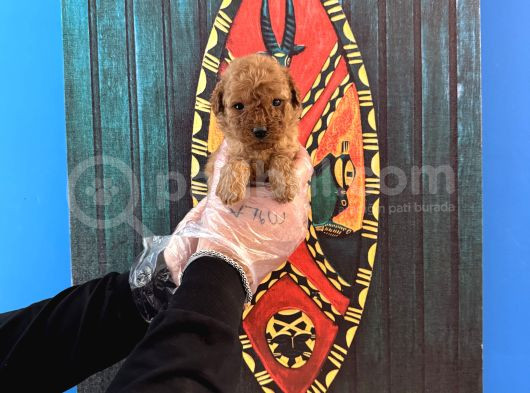 Gerçek Tea Cup Toy Poodle Yavrulari görsel