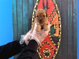 GERÇEK TEA CUP TOY POODLE YAVRULARI