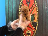 Gerçek Tea Cup Toy Poodle Yavrulari
