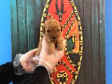 Gerçek Tea Cup Toy Poodle Yavrulari