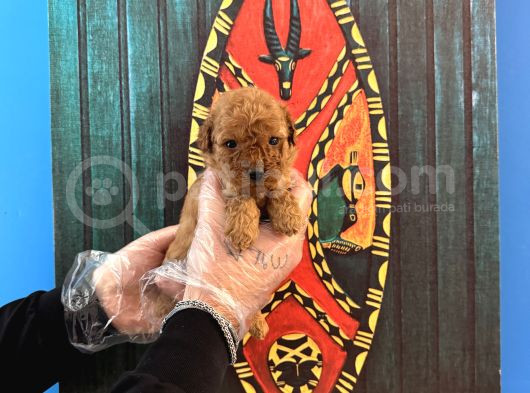 Gerçek Tea Cup Toy Poodle Yavrulari görsel