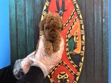 Tea Cup Kore Red Browne Poodle Yavrularimiz