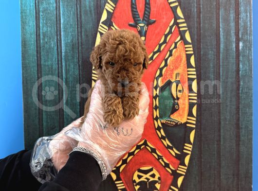 Tea Cup Kore Red Browne Poodle Yavrularimiz görsel
