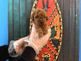 Tea Cup Kore Red Browne Poodle Yavrularimiz