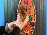 TEA CUP KORE RED BROWNE POODLE YAVRULARIMIZ