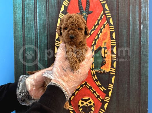TEA CUP KORE RED BROWNE POODLE YAVRULARIMIZ